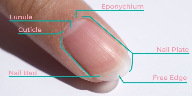 Cuticle Management