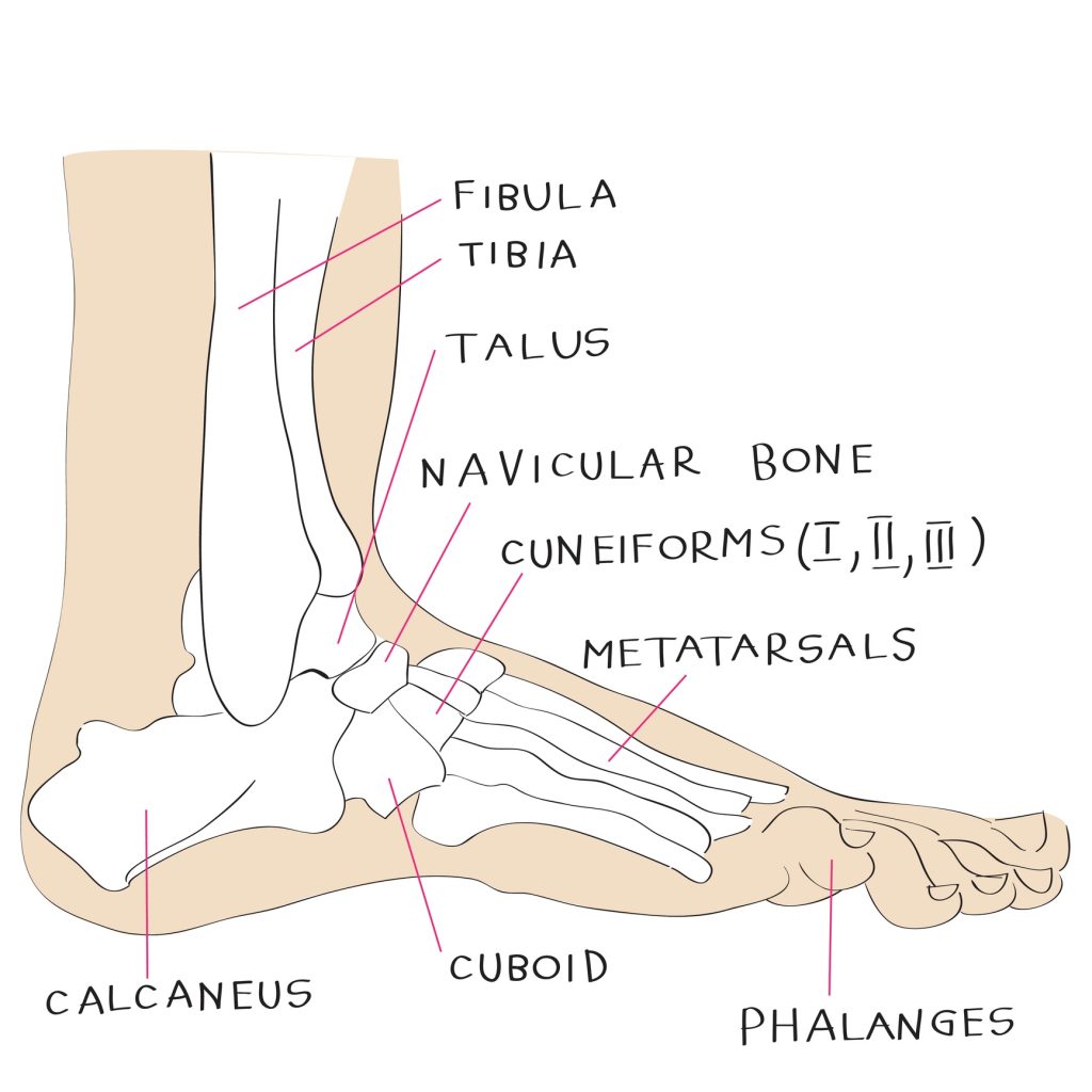 Foot Anatomy 