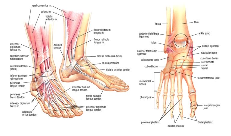 Foot Anatomy