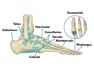 Anatomy of The Foot