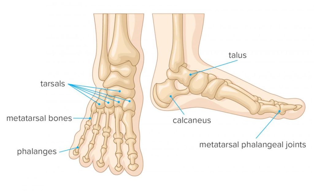 Anatomy of The Foot