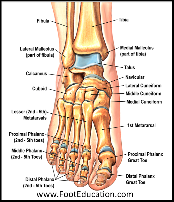 Anatomy of The Foot